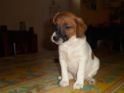 Photo de Jango, Jack Russell terrier crois� Fox-terrier