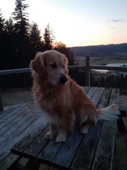 Photo de Lucky Luke, Golden Retriever pure race