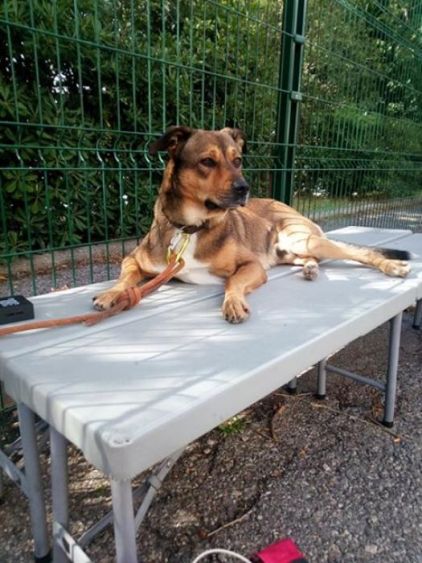 Photo de Bart, corniaud Rottweiler Beauceron
