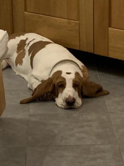 Photo de Plume, Basset hound pure race