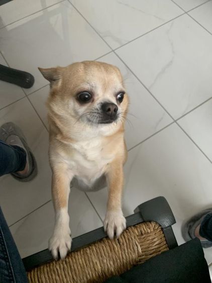 Photo de Loony, Chihuahua pure race