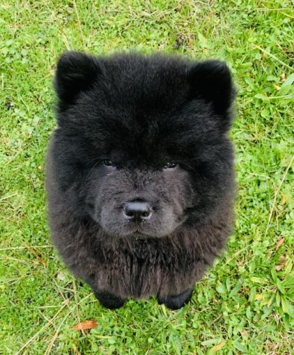 Photo de Ph�nom, Chow-chow pure race