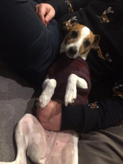 Photo de  Coquine, Jack Russell terrier pure race