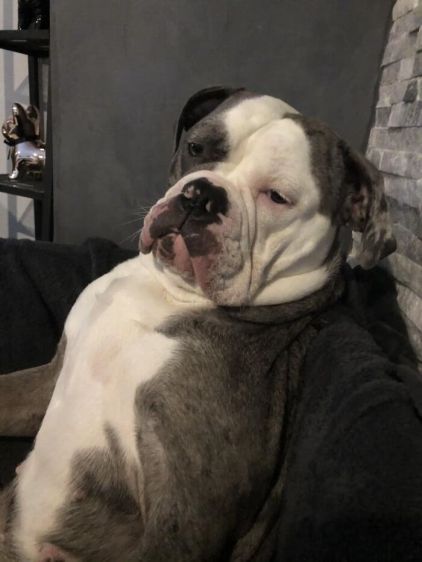 Photo de Luna, Old English Bulldog pure race