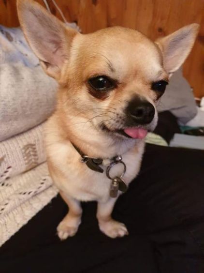 Photo de Nessy, Chihuahua pure race