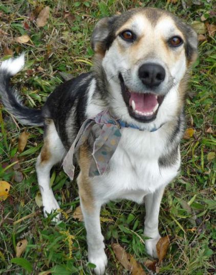 Photo de Cali, Berger Allemand crois� Husky