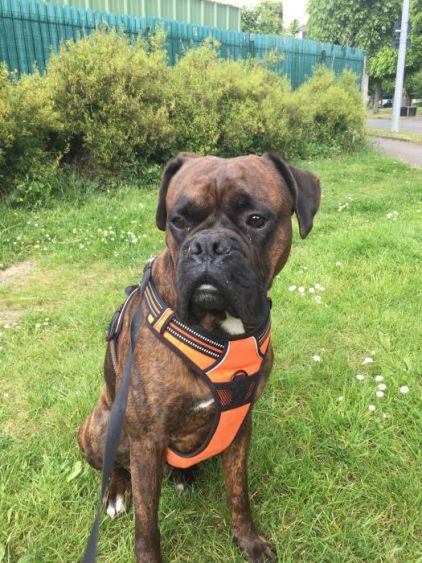 Photo de Logan, Boxer pure race