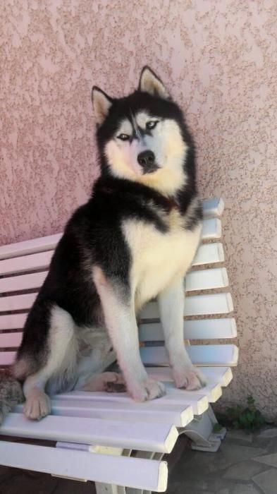 Photo de Na�ko, Husky pure race