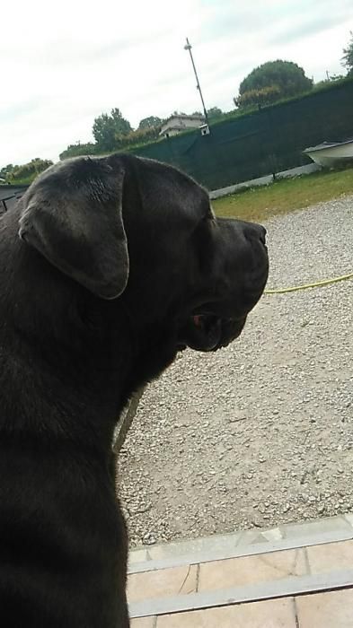 Photo de Opium, Cane Corso pure race