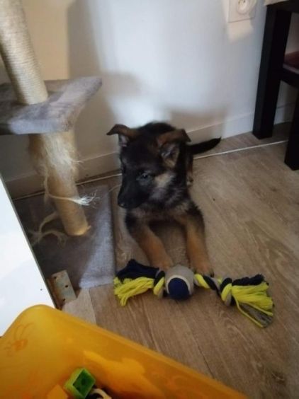 Photo de Roxy, Berger Allemand pure race