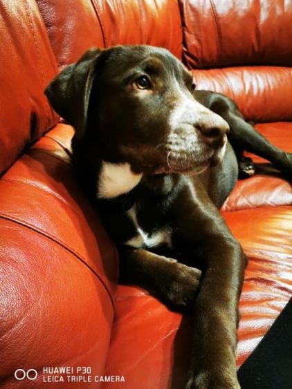 Photo de Penny, corniaud Dalmatien Dogue argentin