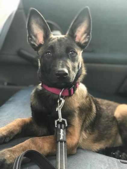 Photo de Paige, Berger Belge Malinois pure race
