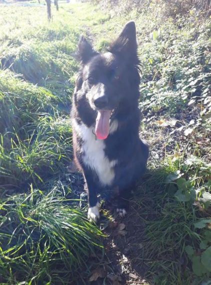 Photo de Choupette, Berger Allemand crois� Border Collie