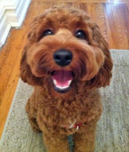 Photo de Bowser, Cocker anglais crois� Caniche