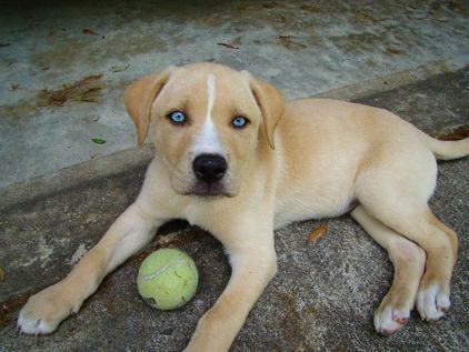 Photo d'Youpo, Husky crois� Labrador Retriever