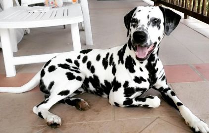Photo de Nayro, Dalmatien pure race