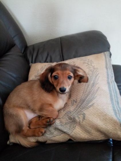 Photo de Pepito, Chihuahua crois� Teckel