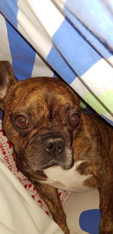 Photo de Moustache, Bouledogue fran�ais pure race