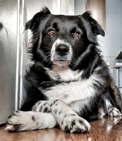 Photo de Perla, Border Collie pure race