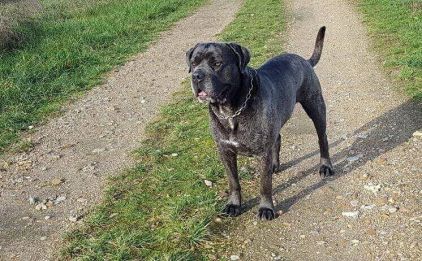 Photo de Janho, Cane Corso pure race