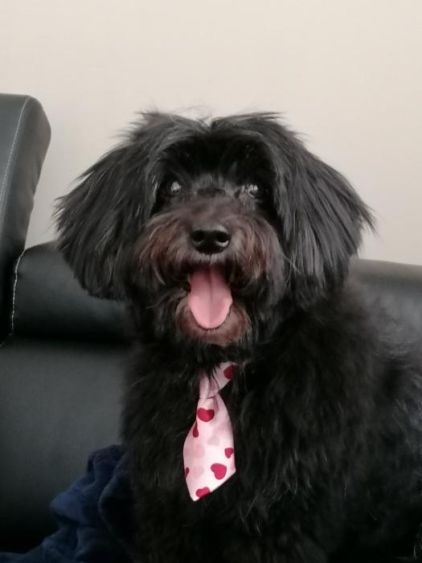 Photo de Choupy, Caniche crois�