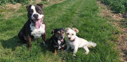 Photo de La�ka, American Staffordshire terrier pure race