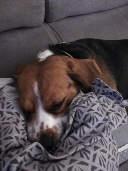 Photo de Nouky, Beagle pure race