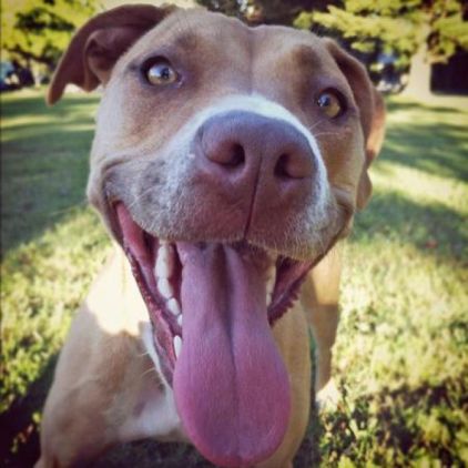 Photo de Sasha, Pitbull pure race