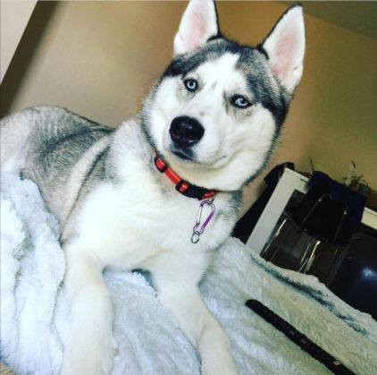 Photo de Okami, Husky pure race
