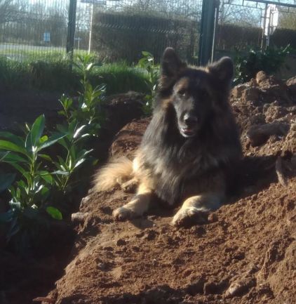 Photo de Like, Berger Belge Tervueren pure race
