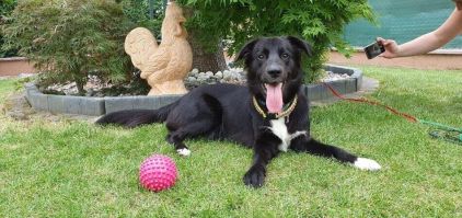 Photo de Gaya, Border Collie crois� Golden Retriever