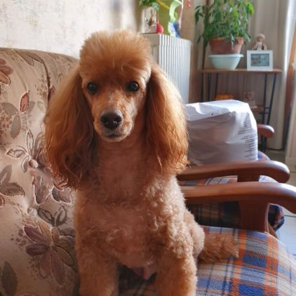 Photo de CHOPIN, Caniche pure race