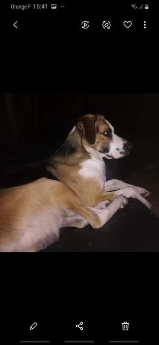 Photo de Marley, Dogue argentin crois� Setter irlandais