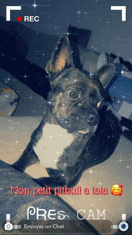 Photo de Diabolo, Bouledogue fran�ais crois� Chihuahua