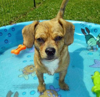 Photo de Buddy, Chihuahua crois� Teckel