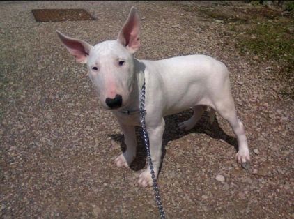 Photo de Fafa, Bull Terrier pure race