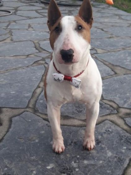 Photo de Houston, Bull Terrier pure race