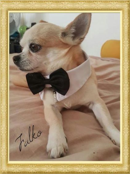 Photo de FALKO, Chihuahua pure race