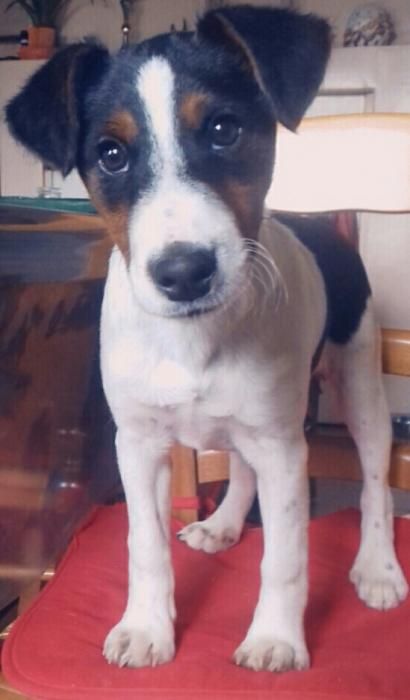 Photo de Polo, Jack Russell terrier crois� Fox-terrier