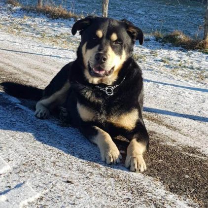 Photo de Black, Bouvier de l'Appenzell crois�