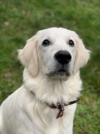 Photo de Beuddy, Golden Retriever pure race