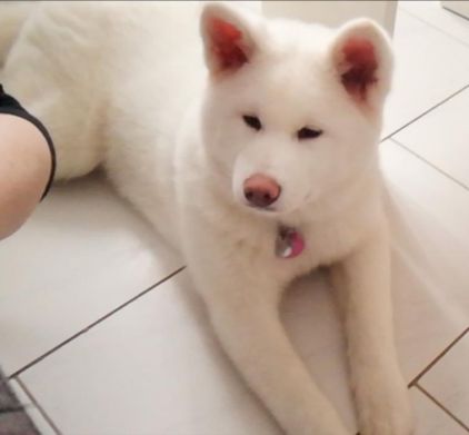 Photo de Akira, Akita pure race