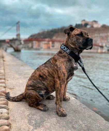 Photo de Rockie, Dogue de Majorque pure race
