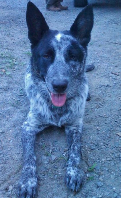 Photo de Murphy, Bouvier australien pure race