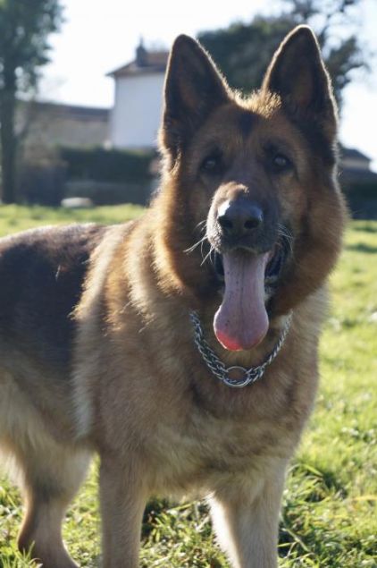 Photo de Emy, Berger Allemand pure race