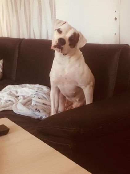 Photo de Naika, Bouledogue am�ricain pure race