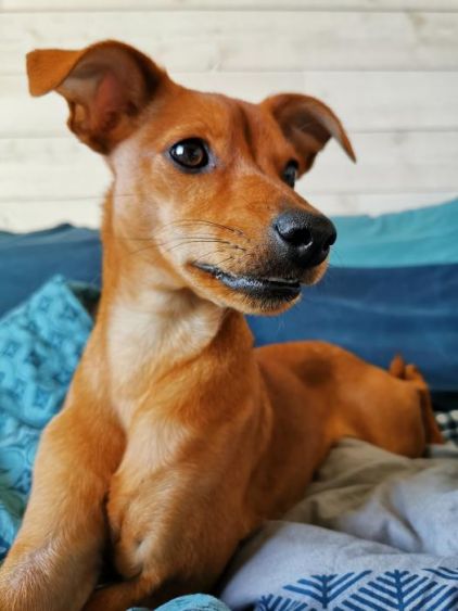 Photo de PONGO, Pinscher nain crois� Bichon