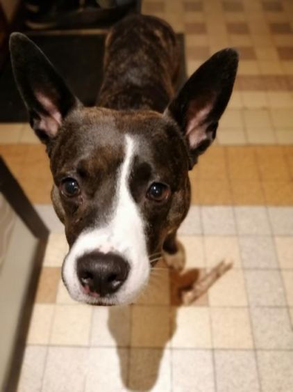 Photo de Stella, American Staffordshire terrier crois� Bouvier australien
