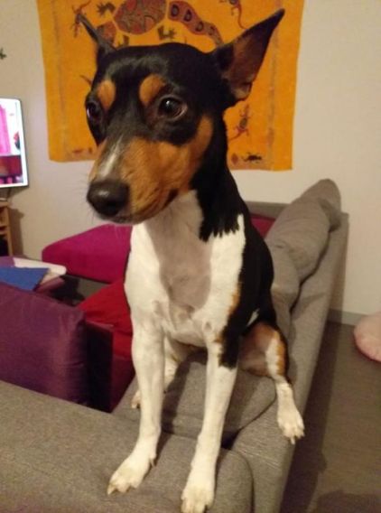 Photo de Canelle, Basenji pure race