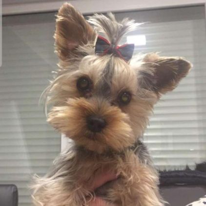 Photo de Olya, Yorkshire terrier pure race